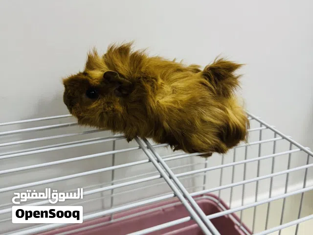 Guinea pet with new cage