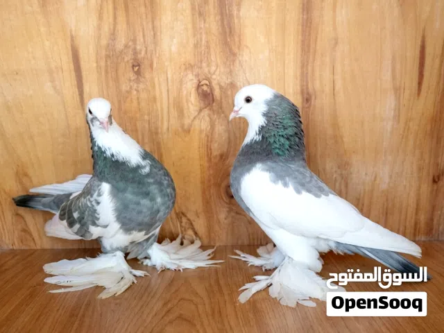 كوبيا هزاز رصاصة .. نقبل تحويل
