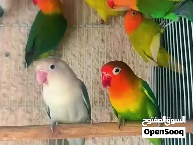 Fisher birds Available