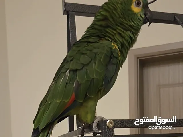 ببغاء امازون بلوفرونت متلكم Amazon Blue-fronted Parrot