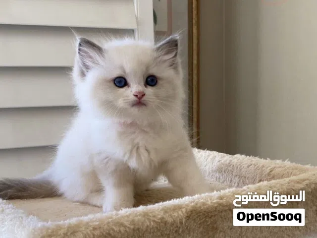 مطلوب قطة لتبني