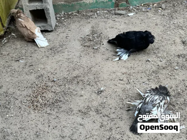 حمام زينة للبيع لعدم التفرغ