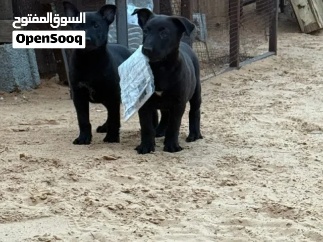 زوز انتاتي مالينو