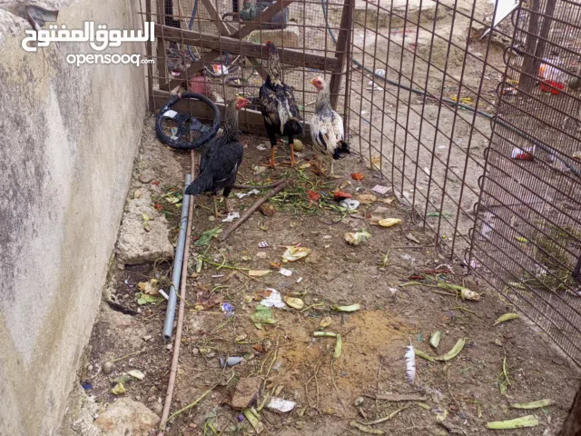 فرختين وديك