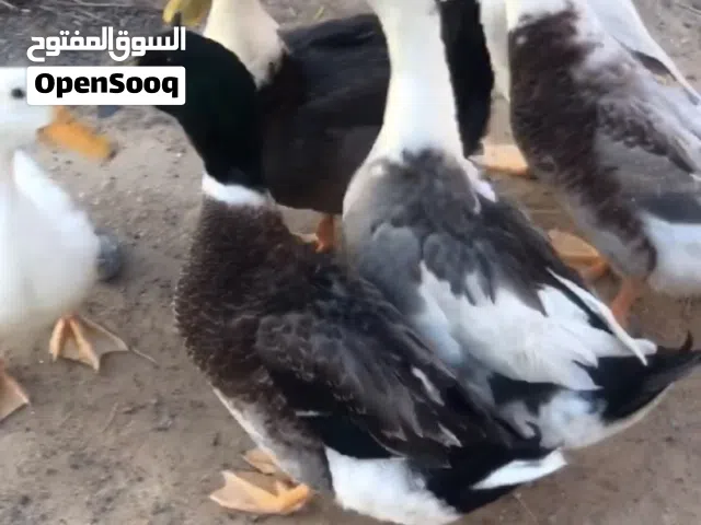 بط محلي عمره 8 شهور تربية منزلية