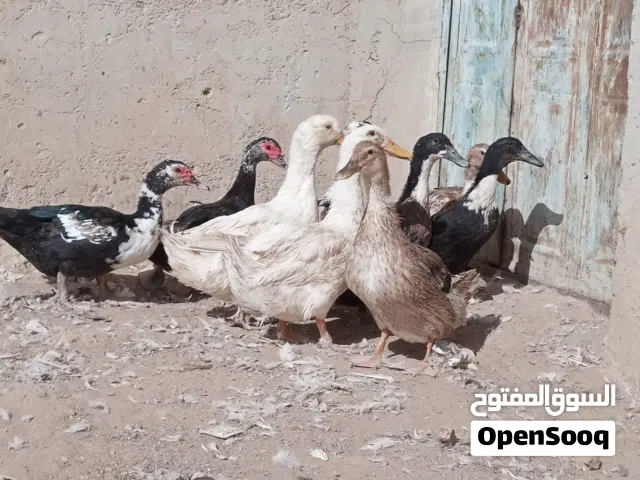 بط بلدي مسكوفي وبط تركي للبيع