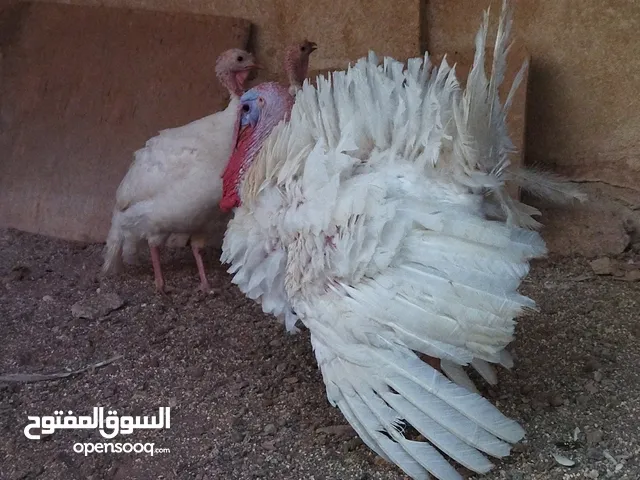 وز حبش بط للبيع