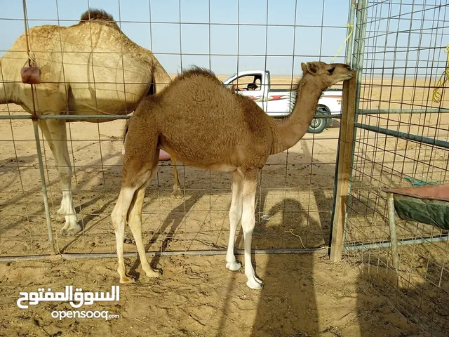 للبيع بكره ابوها ولد الخروف منتج ظاهر من الرئاسة وامها أبوهاولد الخروف منتج