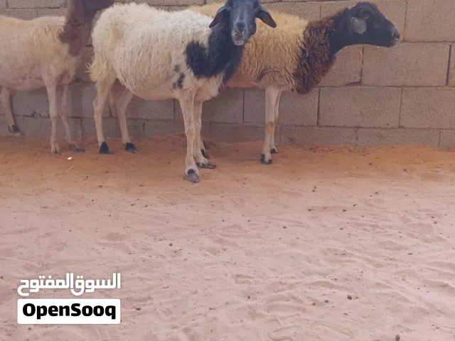 3نعاج بطولهم سنهم كبيرة