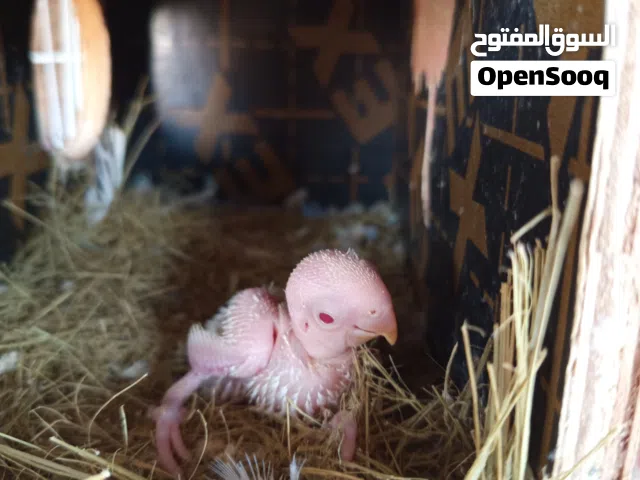 زوج روز + فرخهن والقفص