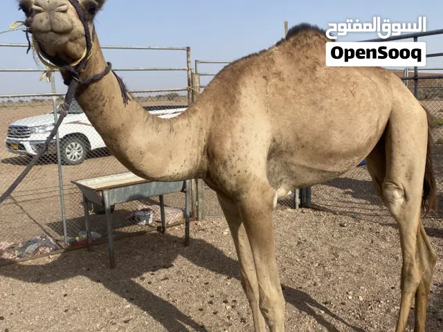 بكره للبيع