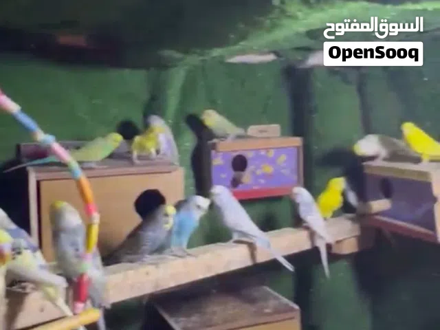 طيور حب امايات ضمان بيض وشد