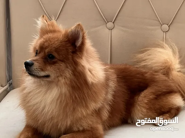 كلب بومرينيان Pomeranian