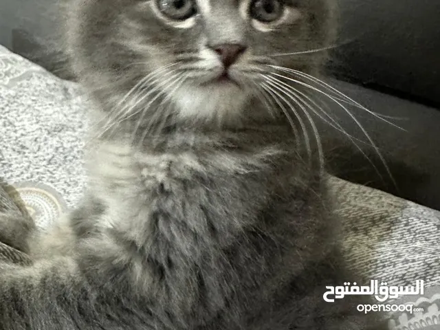 للبيع ذكر سكوتش مكس