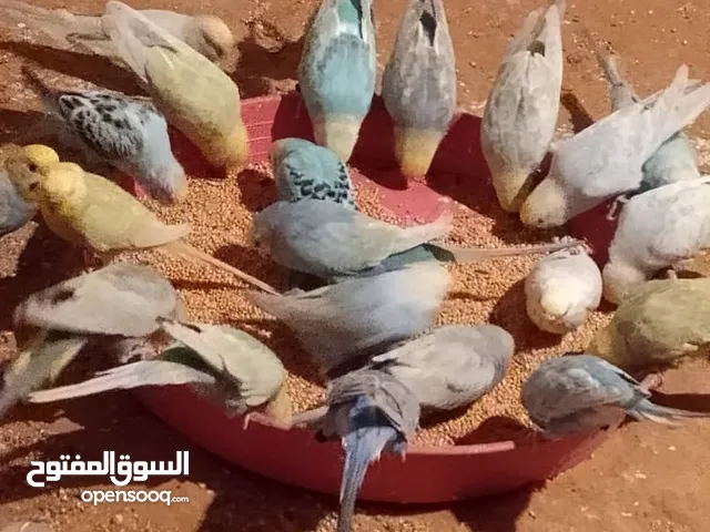 قوبيات بقلينو رينبو 20قوبيه البيع جمله