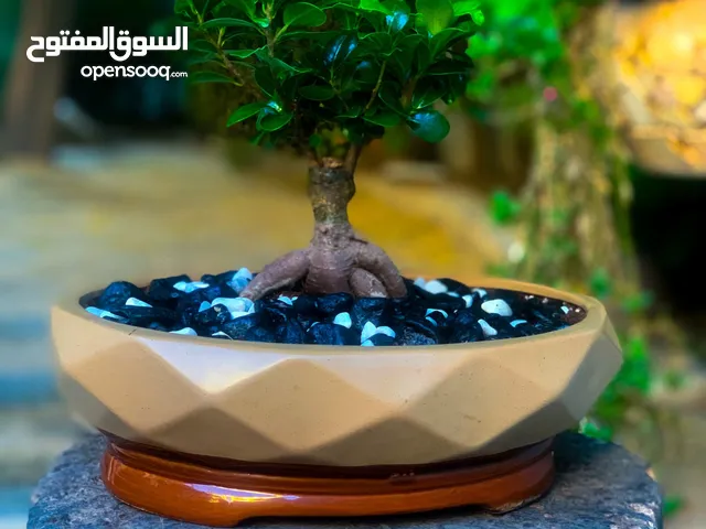 نبتة بونساي اليابانية الشهيرة