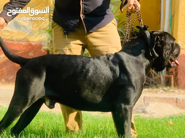 جوراوي كين كورس تقليب عالي