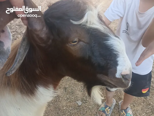 جدي للبيع مازال مابدلش