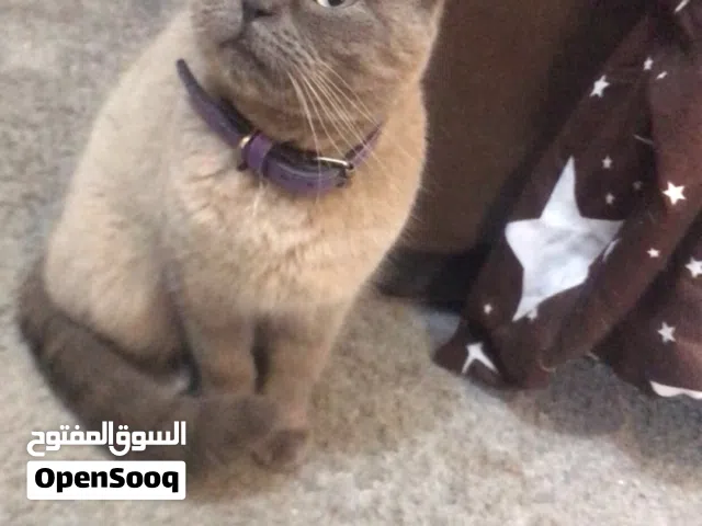 قطة بريتش أنثى بجمال مميز وملامح فخمة عمرها 7 شهور