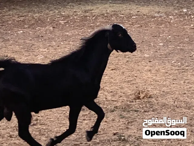 تيس عماني للبيع