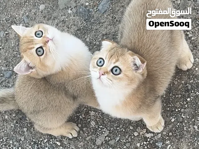 قطط سكوتش لونج هير للبيع