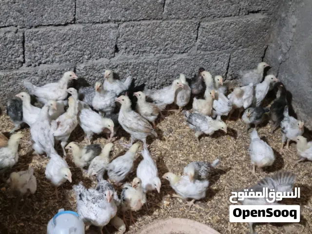 صيصان دجاج  فرنسي الأحمر والأبيض