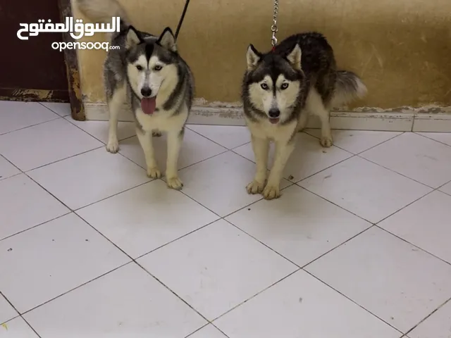 2 Female huskies 1 year old
