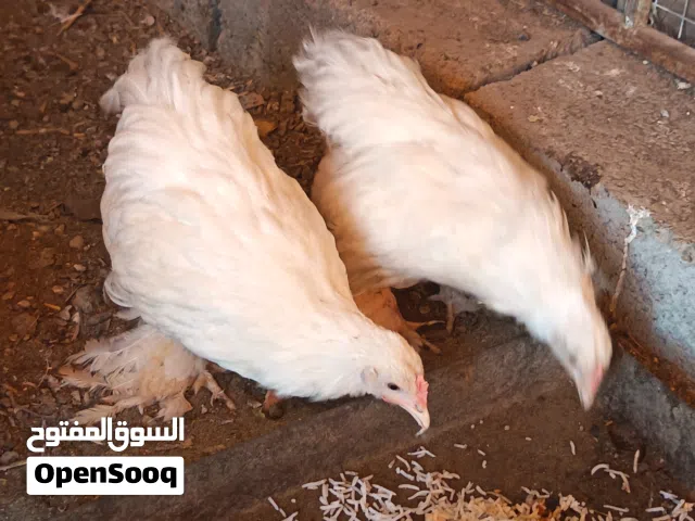 للبيع دجاج الكوشن العملاق شوف لوصف مهم