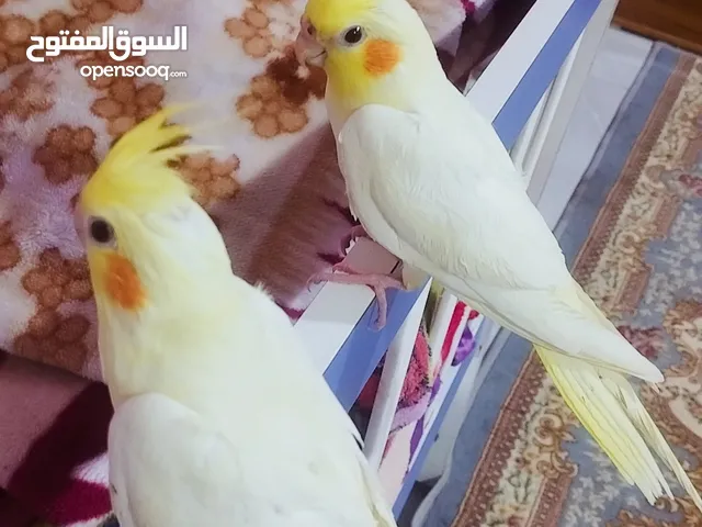السلام عليكم زوج كوكتيل شكري كلش حلوات