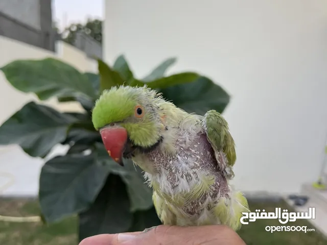 متوه ذكر اليف يقلد بعض الاصوات ( عنده مشكلة فالريش يطيح )