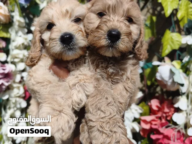 Cockapoo puppy