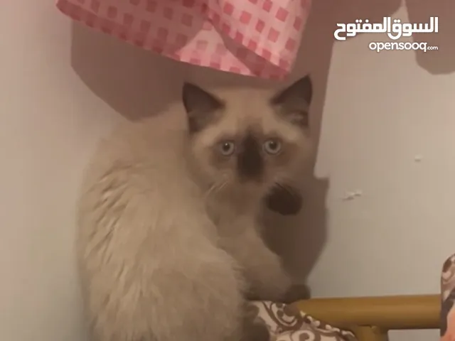 السلام وعليكم