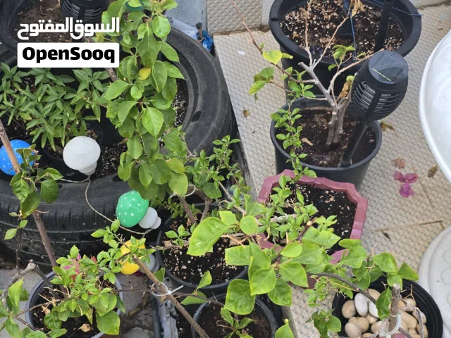 Mix outdoor plants  نباتات خارجية