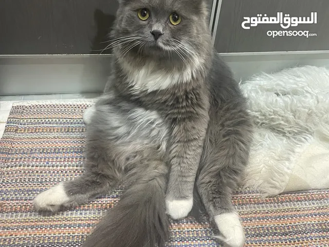 1 Year Old Social and Friendly Mixed British Short Hair and Persian Cat for Adoption.