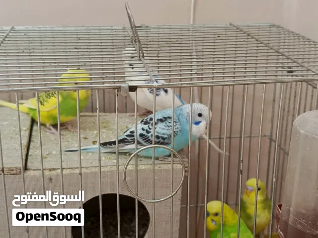 طيور حب وكوكتيل مع مطير خشب كبير تفصيل