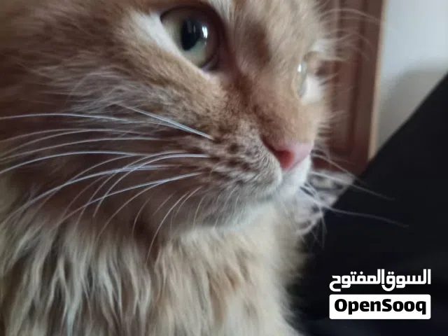 قطط ذكر وانثۑ اليفات ونضيفه تحب اللعب من 8000ألف كلمه