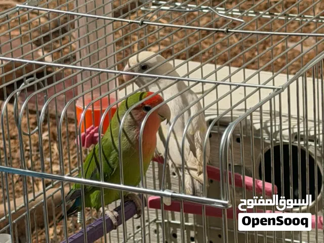 جوز روز مصوقرات ربي يبارك مع القفص والبونيه