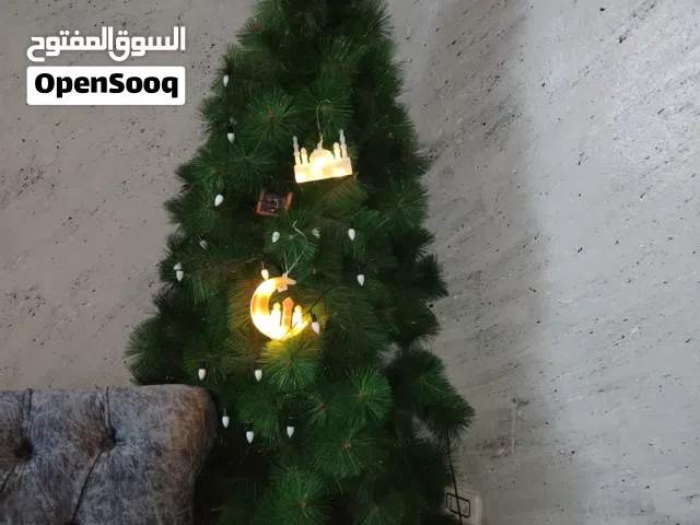 شجرة صنوبر للبيع