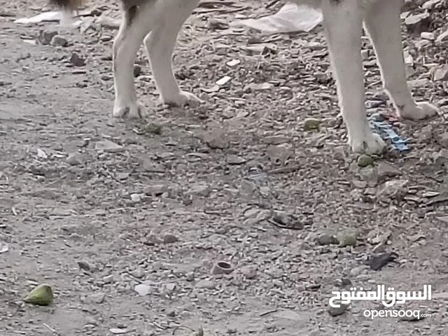كلب هاسكي حلو ومرتب