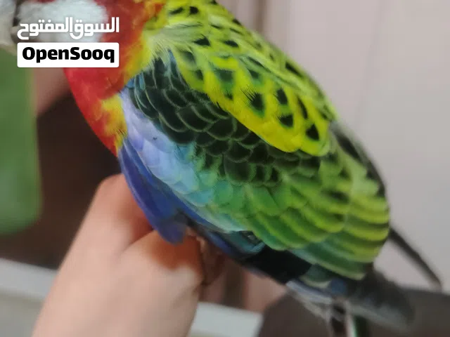 ببغاء روزيلا ثوب كامل ذكر اليف