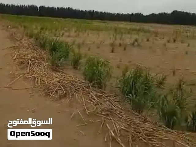 Farm Land for Sale in Al Hudaydah Other