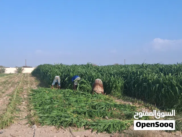 للبيع لوبيا وحرية طعام بياض الوجة