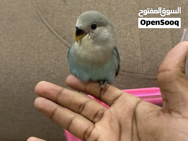 فرخ روز أليف