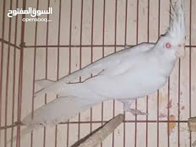 متاح خمس حبات كوكتيل شوف الوصف