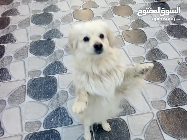 كلب للبيع ادفع بحق الله