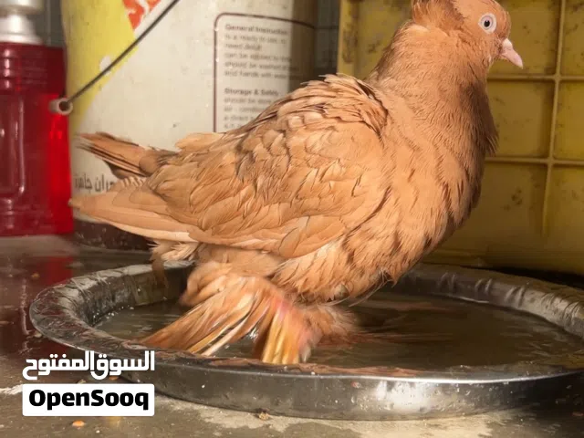 طيور الراعب نجفيات اصليات الله شاهد شوفهن بعينك  وشرط تبزيز طيور حلوات نضيفات مال بيت