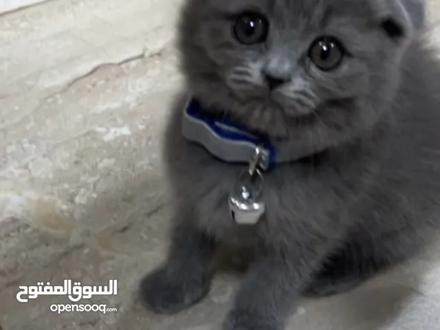 Scottish fold