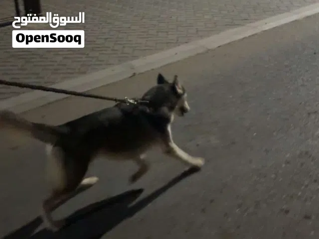 هاسكي انثى عمرها 11 شهر