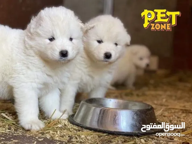 جراء سامويد للمنزل مميزه بالاضافه لجراء الجولدن والدوبرمان