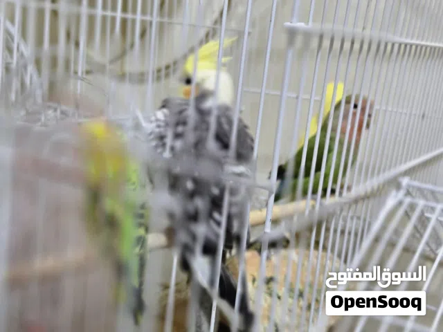 متوفر طيور
